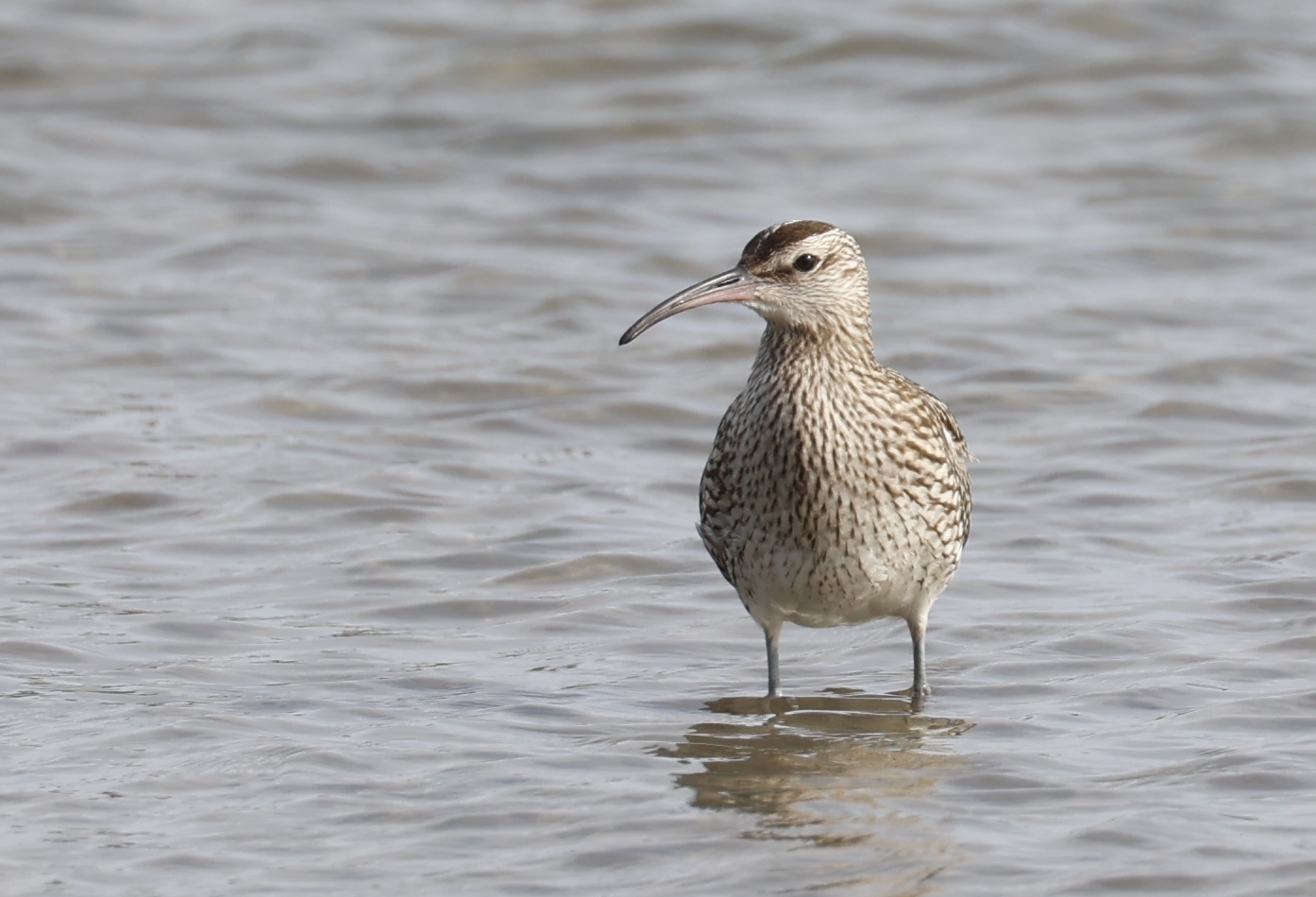 Regenwulp (Texel). Foto van Gerda van der Meer.